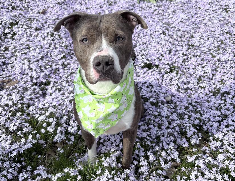 Enlarge Holly, a Adoptable mixed breed in Columbus, IN image 5/6