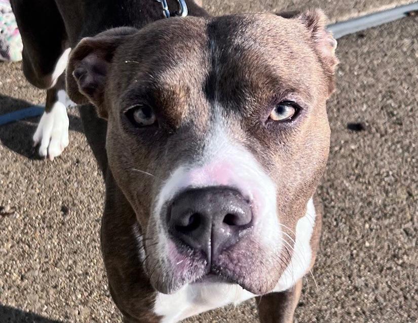 Enlarge Holly, a Adoptable mixed breed in Columbus, IN image 4/6