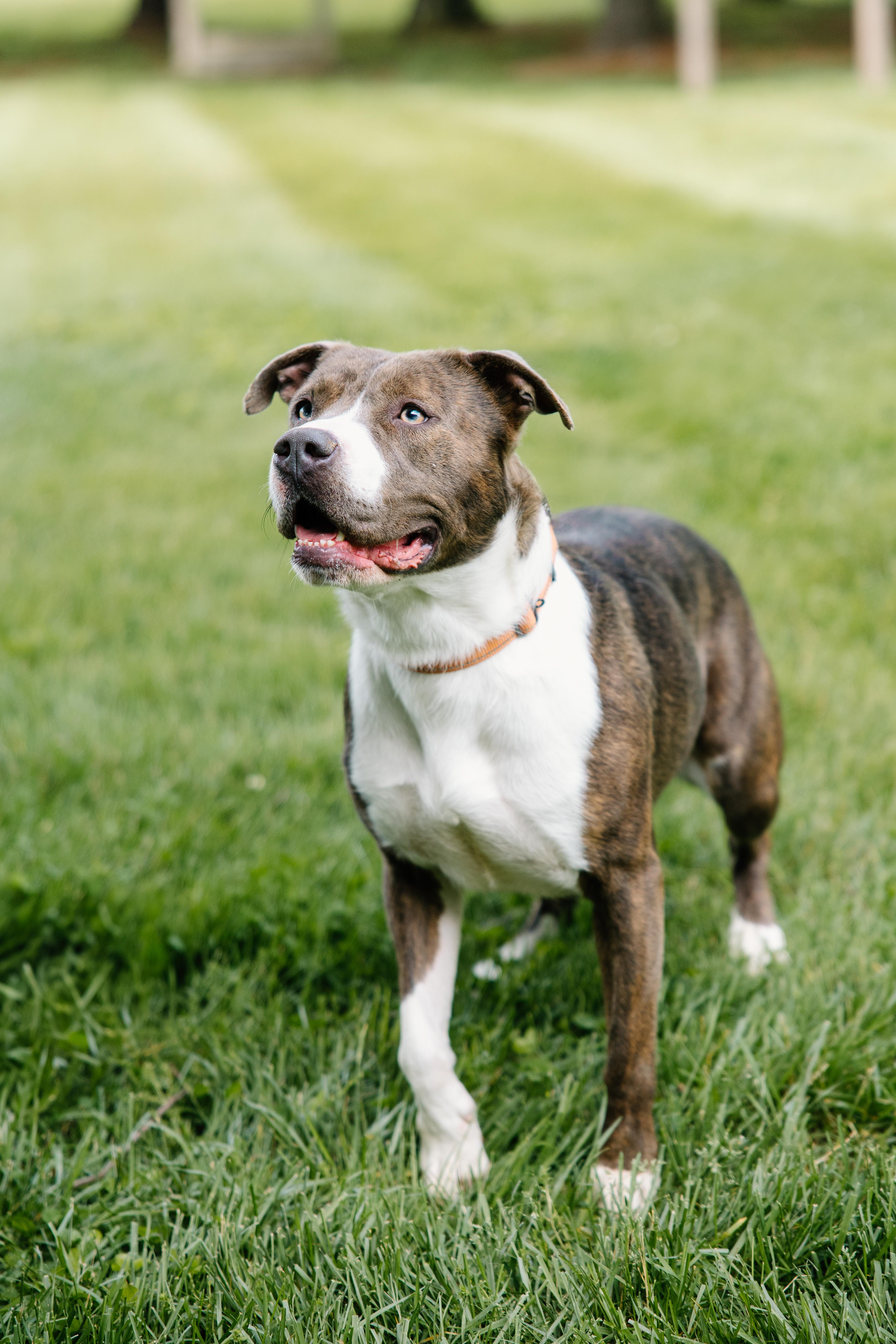 Enlarge Holly, a Adoptable mixed breed in Columbus, IN image 2/6