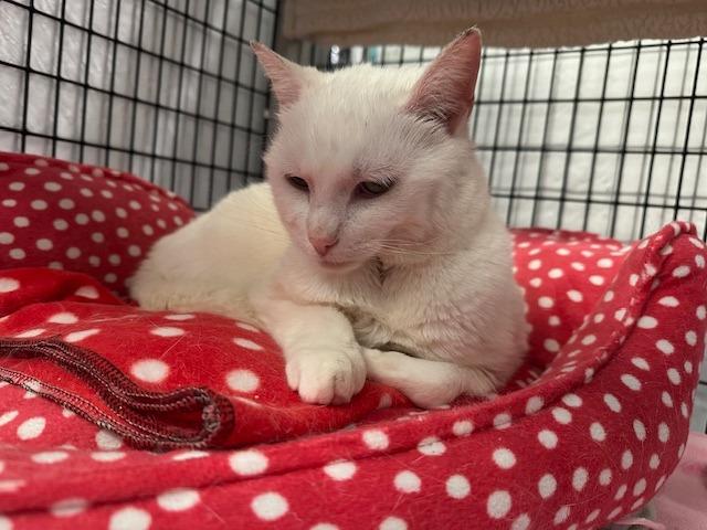 Tequila Blanca, Adoptable, Adult Female Domestic Short Hair.