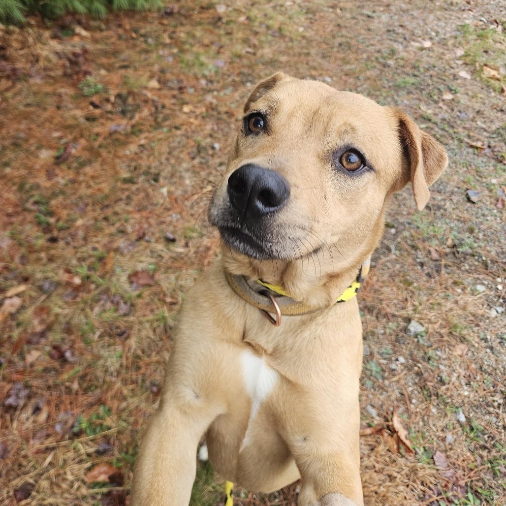 Caramel, Adoptable, Young Male Mixed Breed.