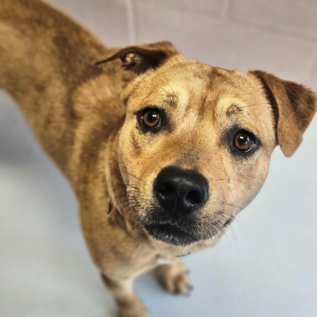 Enlarge Caramel, a Adoptable Mixed Breed in Conway, NH image 2/4
