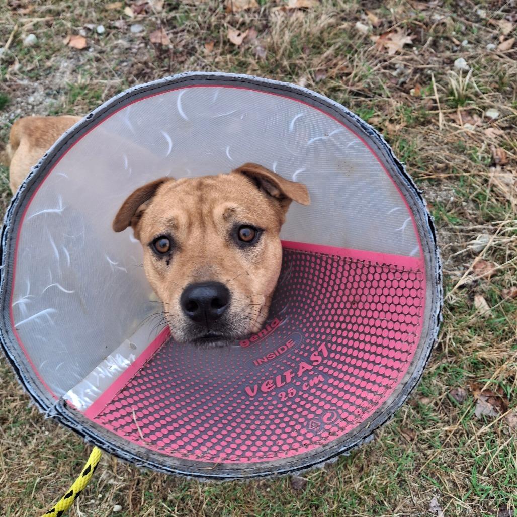 Enlarge Caramel, a Adoptable Mixed Breed in Conway, NH image 3/4