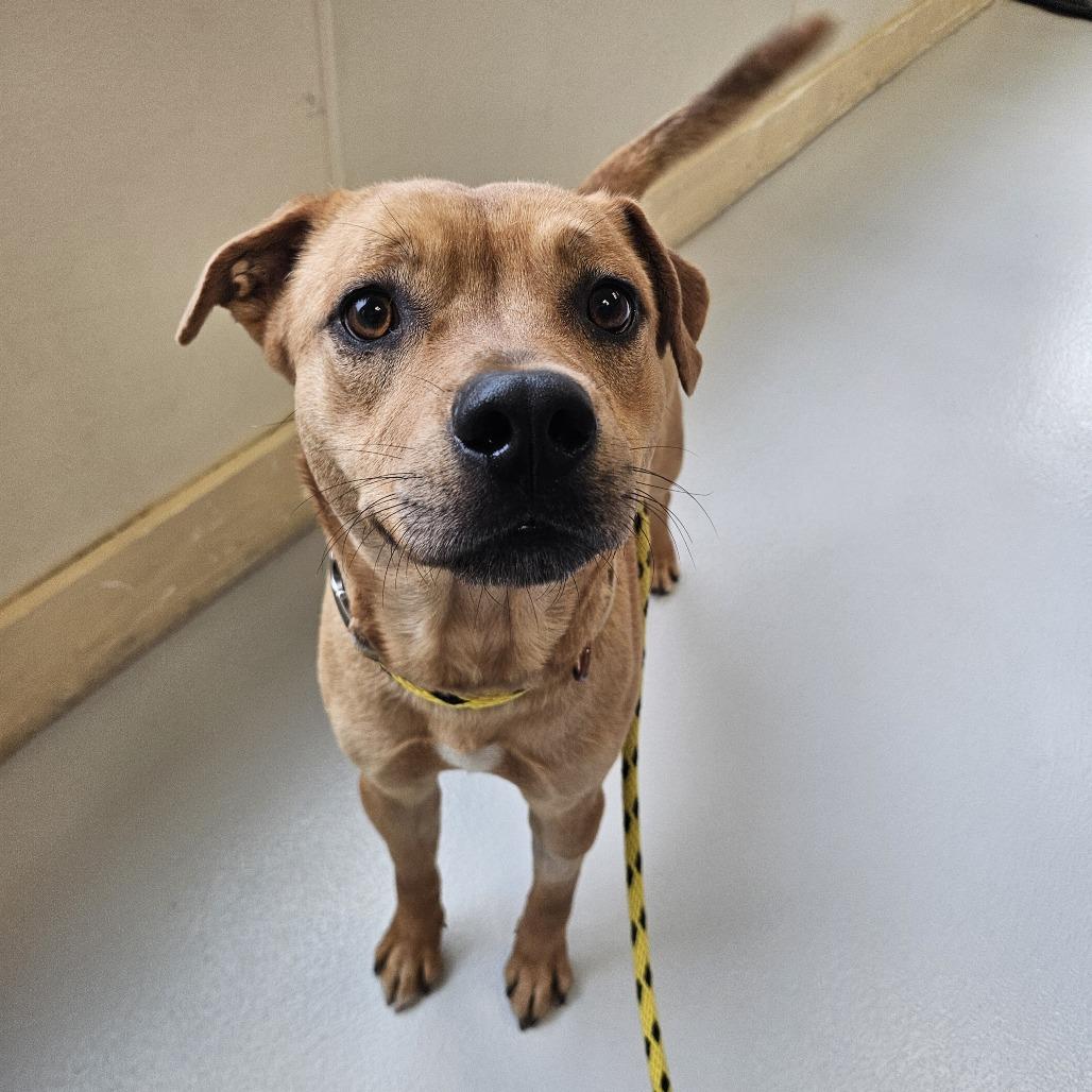 Enlarge Caramel, a Adoptable Mixed Breed in Conway, NH image 4/4