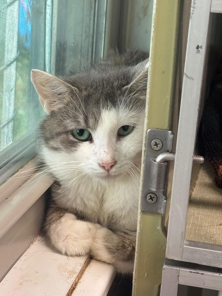 Roo, Adoptable, Young Female Domestic Short Hair.