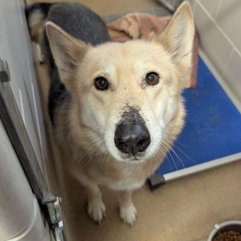 Enlarge Tobi, a Adoptable Shepherd in Saint Cloud, MN image 1/5