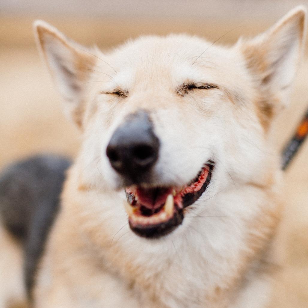 Enlarge Tobi, a Adoptable Shepherd in Saint Cloud, MN image 1/6