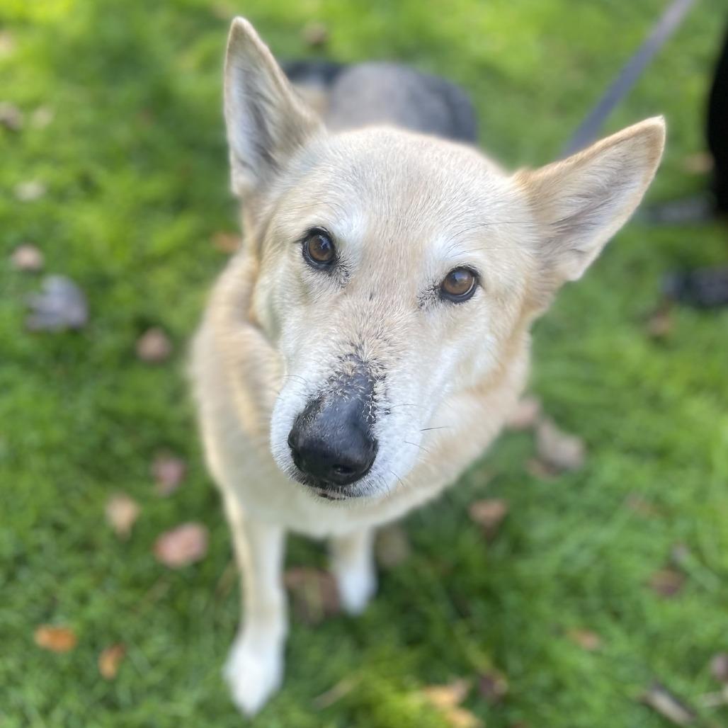 Tobi, Adoptable, Senior Female Shepherd.