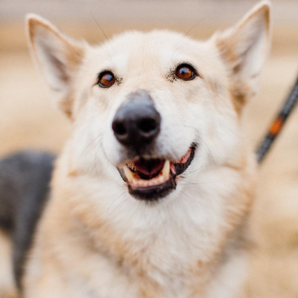 Enlarge Tobi, a Adoptable Shepherd in Saint Cloud, MN image 2/6