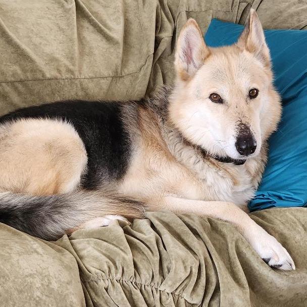 Enlarge Tobi, a Adoptable Shepherd in Saint Cloud, MN image 3/5