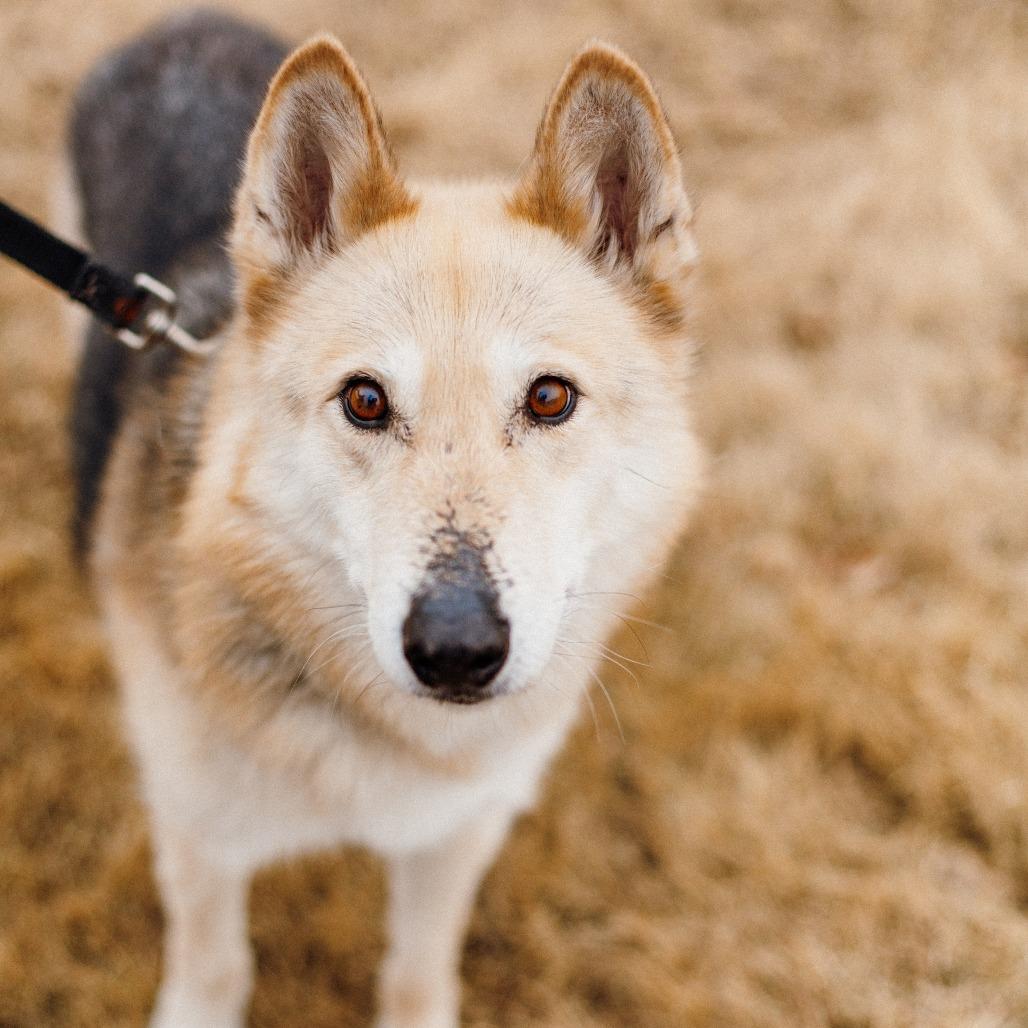 Enlarge Tobi, a Adoptable Shepherd in Saint Cloud, MN image 4/6
