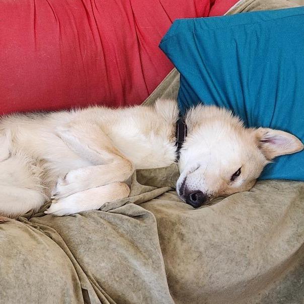 Enlarge Tobi, a Adoptable Shepherd in Saint Cloud, MN image 4/5