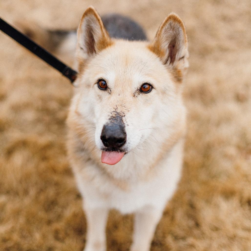Enlarge Tobi, a Adoptable Shepherd in Saint Cloud, MN image 6/6