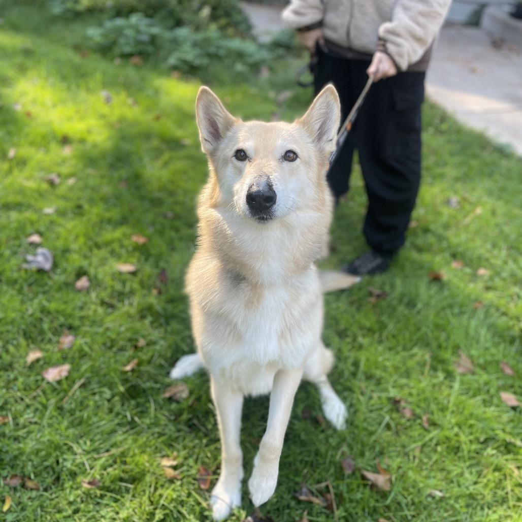 Enlarge Tobi, a Adoptable Shepherd in Saint Cloud, MN image 5/5