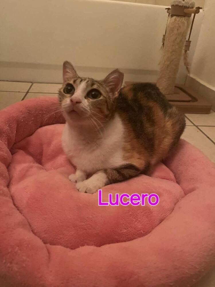 Enlarge Lucero, a Adoptable Domestic Short Hair in Hudson, NH image 2/3