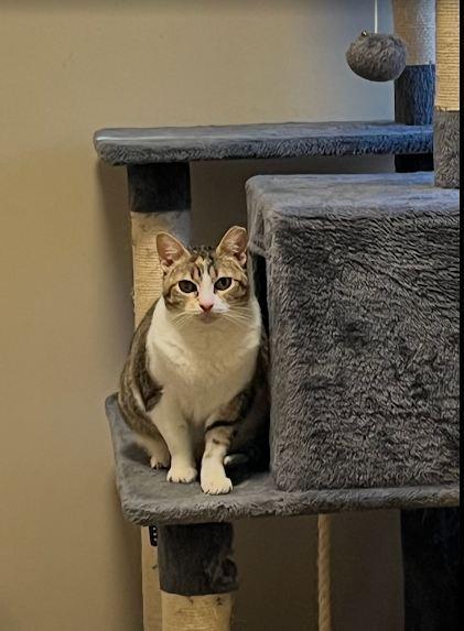 Enlarge Lucero, a Adoptable Domestic Short Hair in Hudson, NH image 3/3