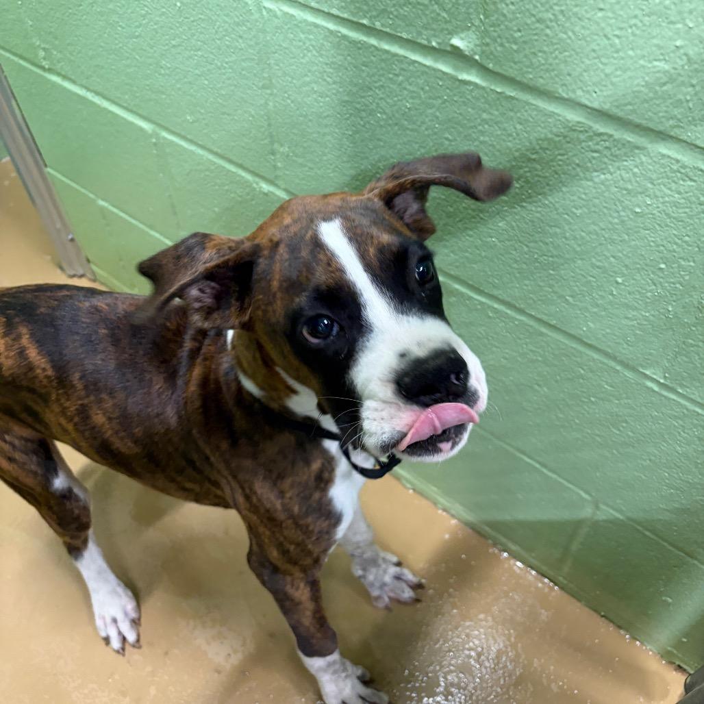 Enlarge Max, a Adoptable Boxer in Portland, TX image 1/1