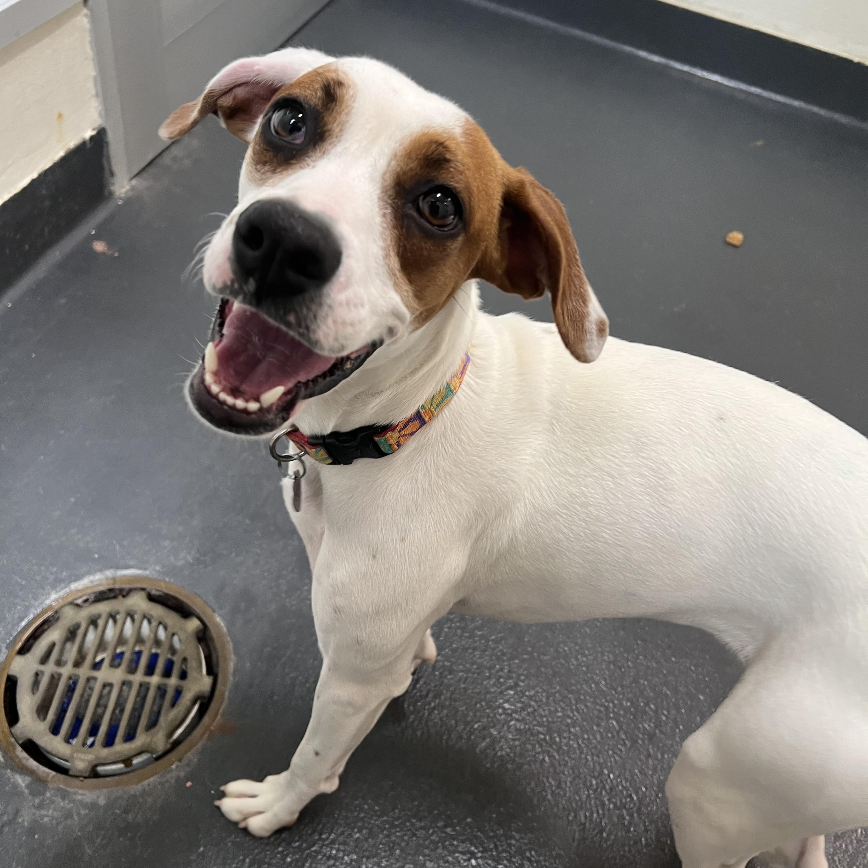 Dee Dee, a ADOPTABLE mixed breed in Ithaca, NY image 3/5