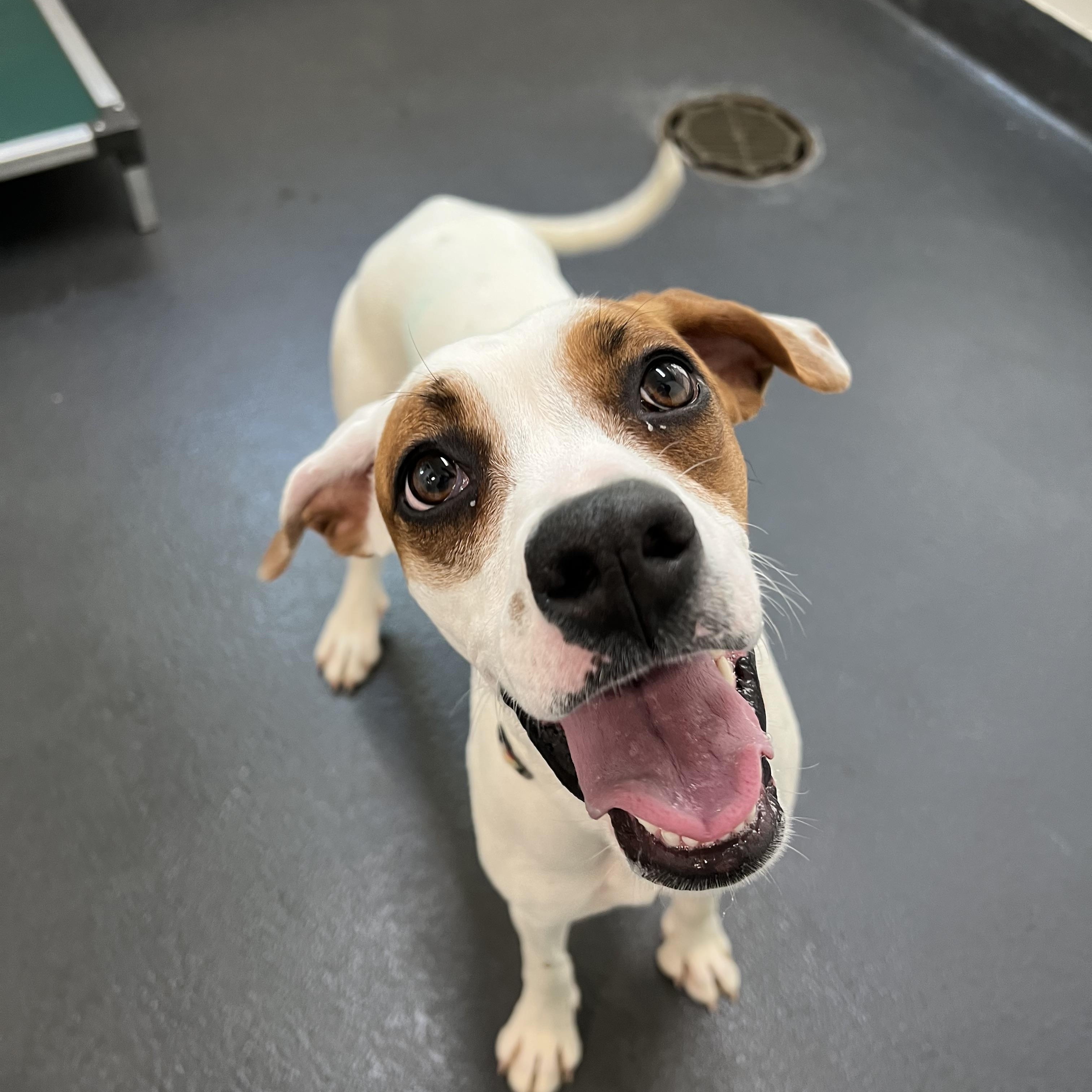 Dee Dee, a ADOPTABLE mixed breed in Ithaca, NY image 4/5
