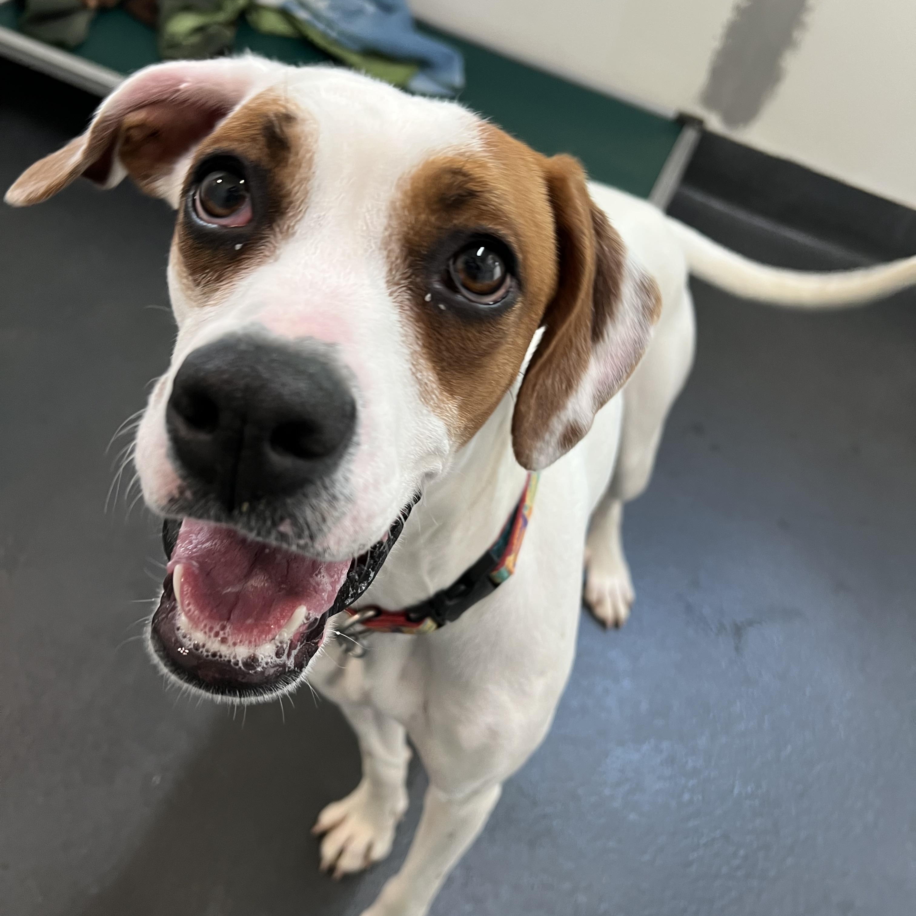 Dee Dee, ADOPTABLE, Young Female Mixed Breed.