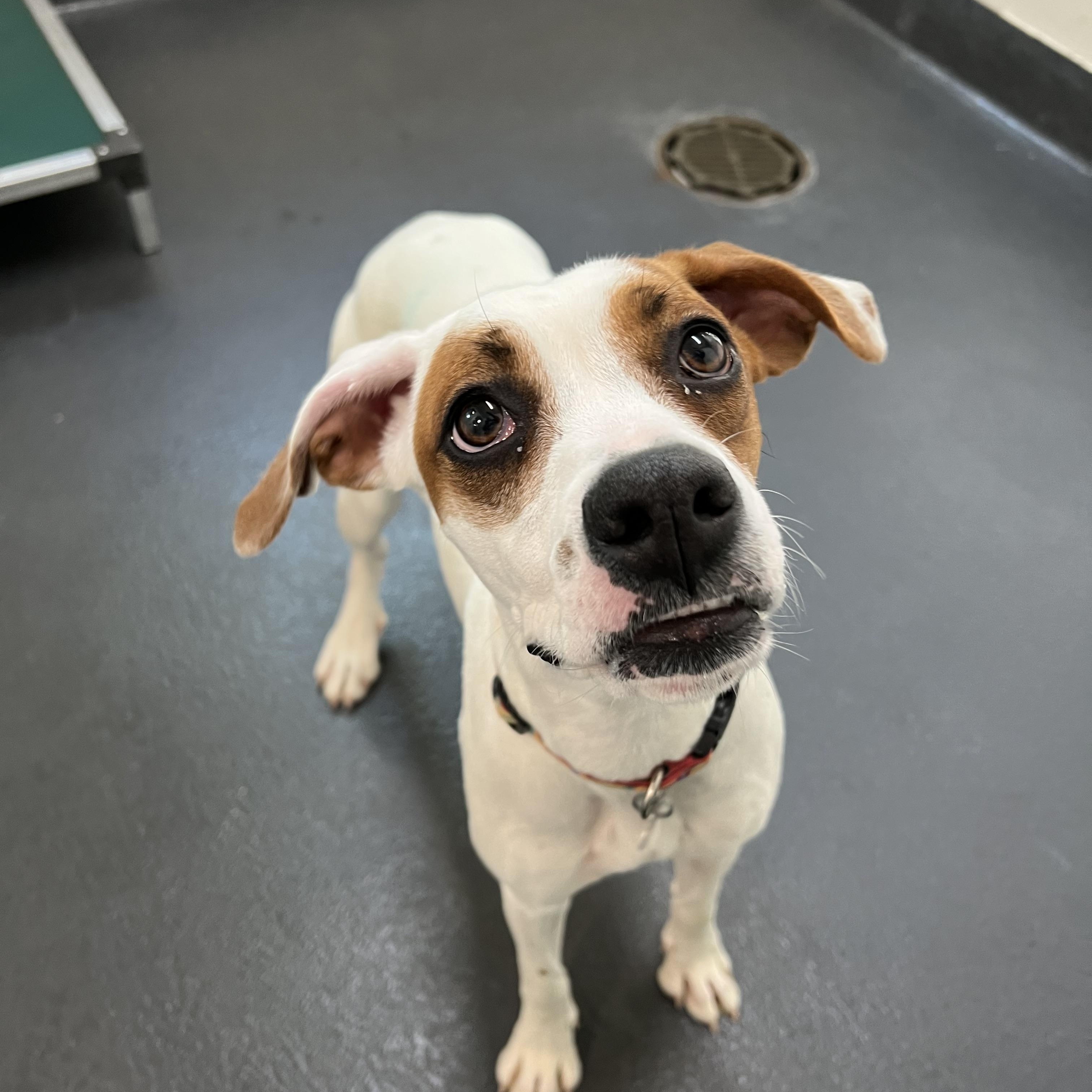Dee Dee, a ADOPTABLE mixed breed in Ithaca, NY image 2/5