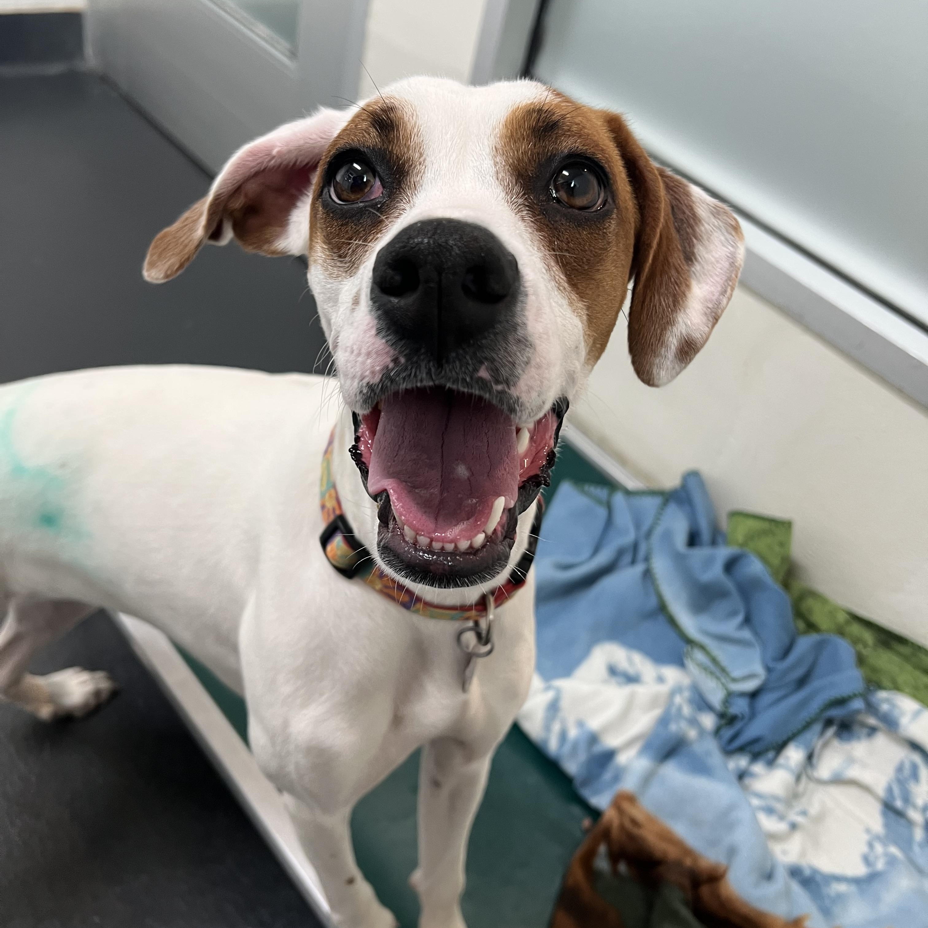 Dee Dee, a ADOPTABLE mixed breed in Ithaca, NY image 5/5