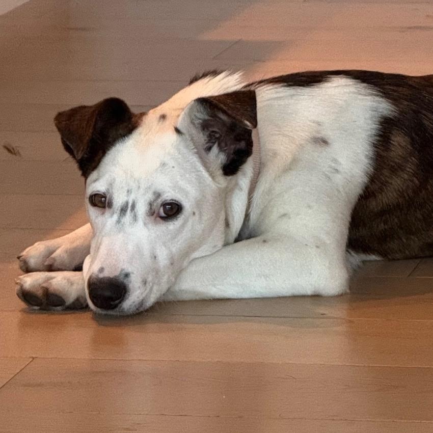 Ms. Gorgeous Gracee, Adoptable, Adult Female Australian Cattle Dog / Blue Heeler.