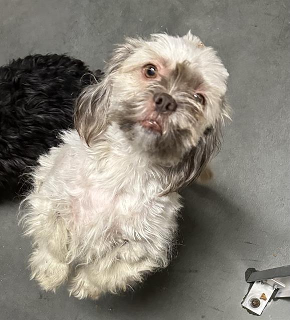 HILLIE*, Adoptable, Adult Female Lhasa Apso & Mixed Breed.