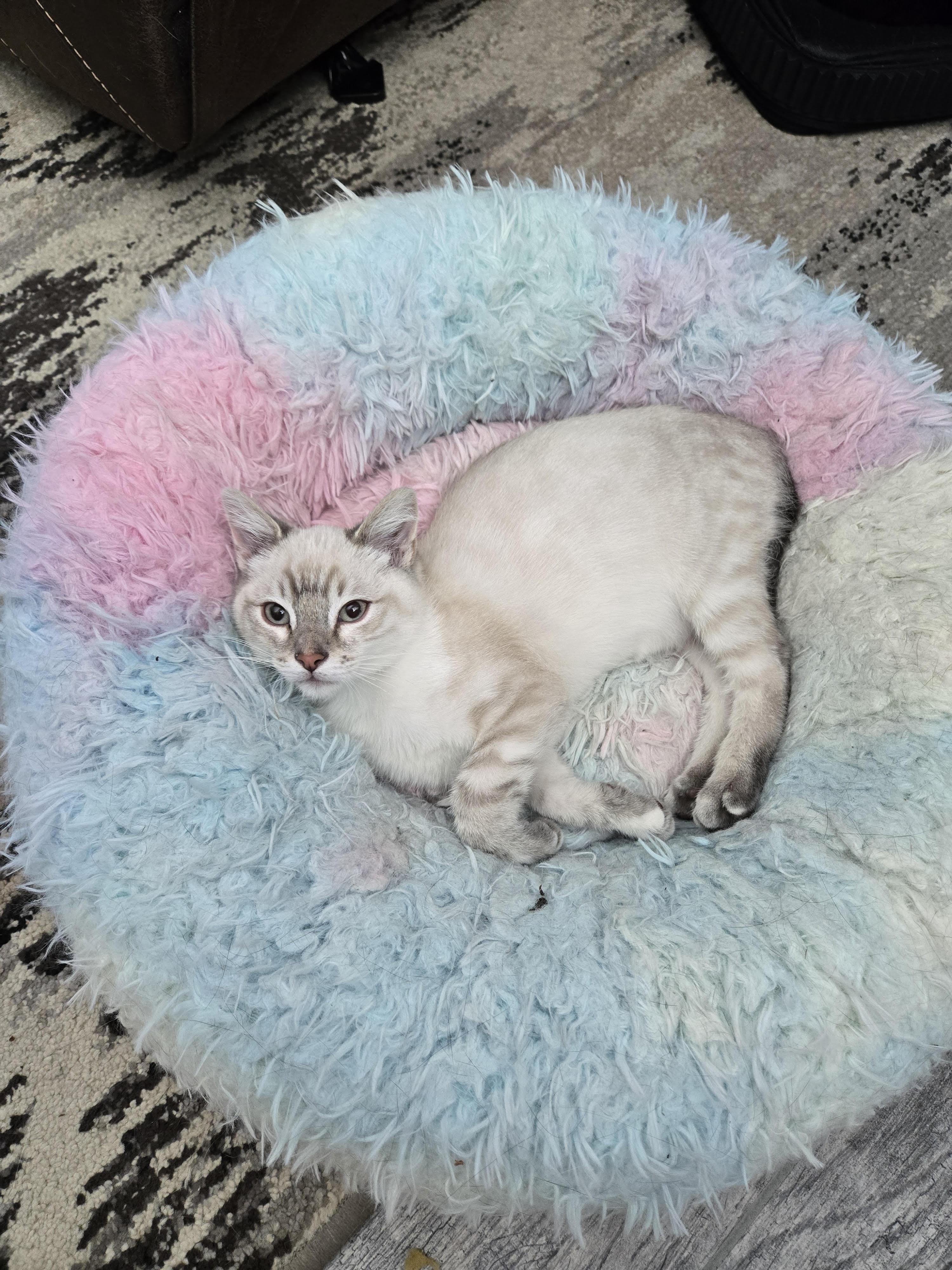 Peter Pan thumbnail 3