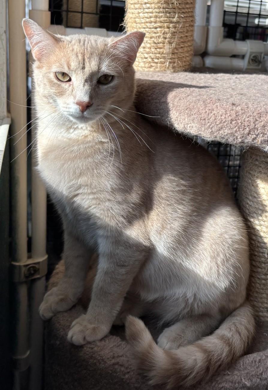 Enlarge Bruno, a ADOPTABLE Domestic Short Hair in Altoona, PA image 2/3