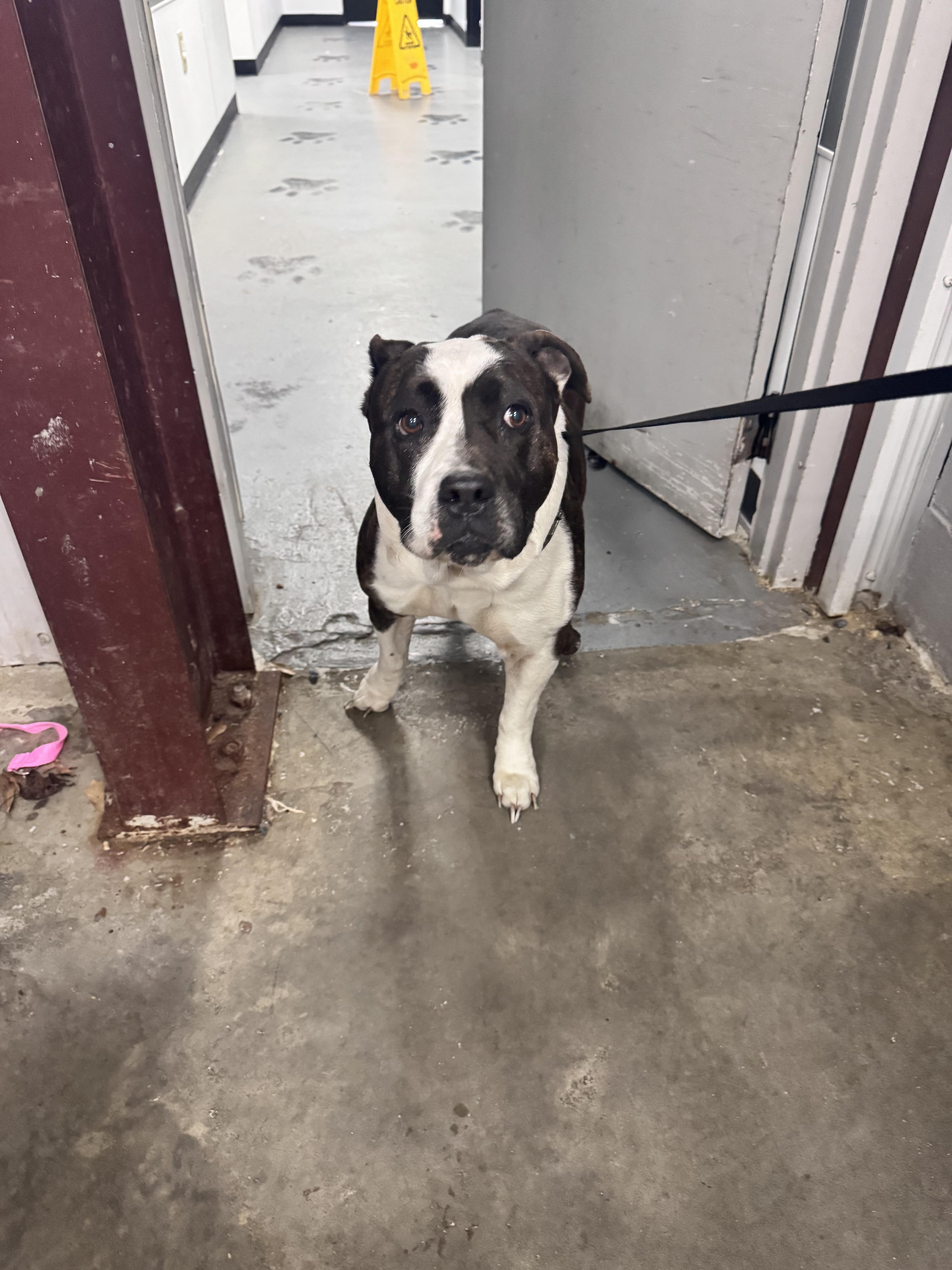 Sage, ADOPTABLE, Senior Female American Bulldog.