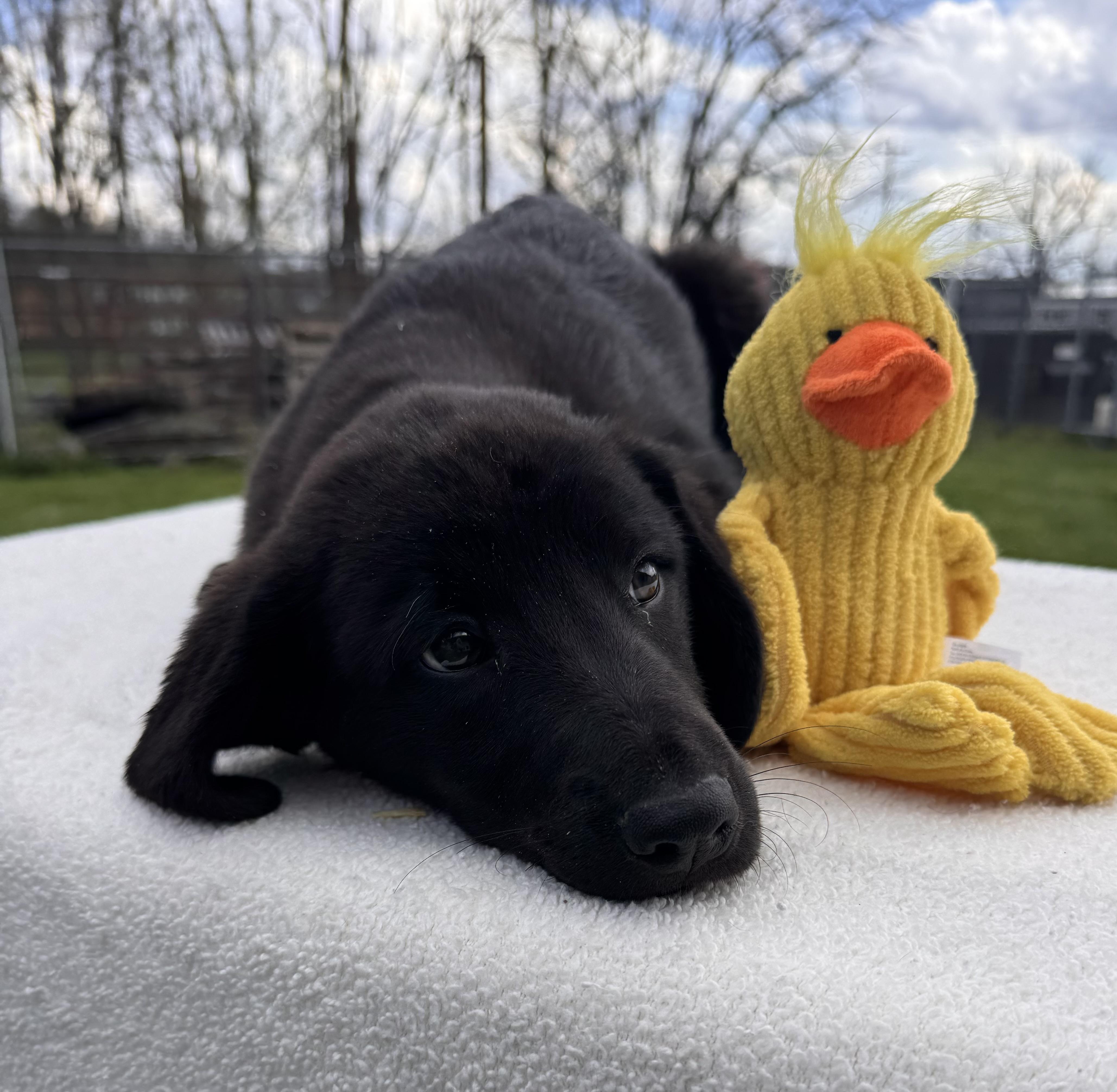 Bunny, adopted, Puppy Female Border Collie.