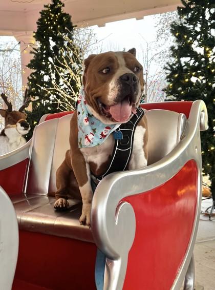 Rocky, Adoptable, Young Male Mixed Breed & Mixed Breed.