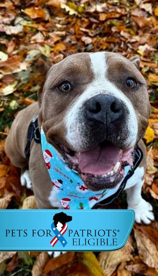 Rocky, Adoptable, Young Male Mixed Breed & Mixed Breed.