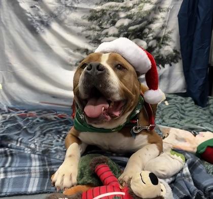 Enlarge Rocky, a Adoptable Mixed Breed in Walla Walla, WA image 2/3