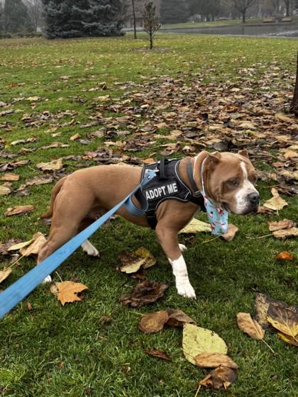 Enlarge Rocky, a Adoptable Mixed Breed in Walla Walla, WA image 3/3