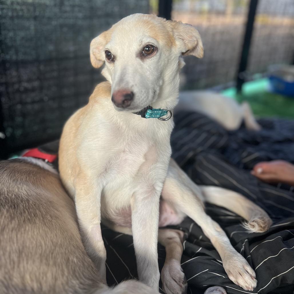 Enlarge Bodie, a Adoptable mixed breed in Escondido, CA image 1/5
