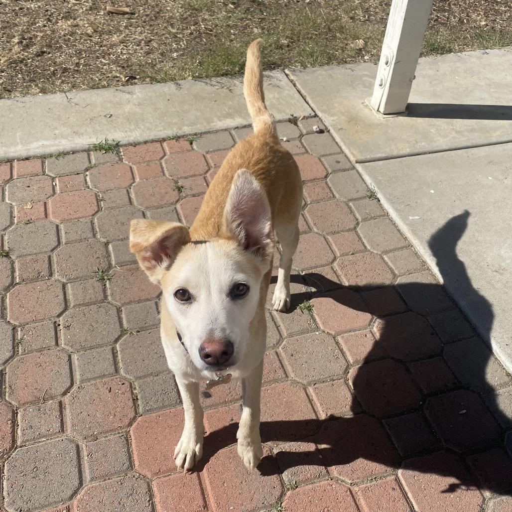 Enlarge Bodie, a Adoptable mixed breed in Escondido, CA image 2/5