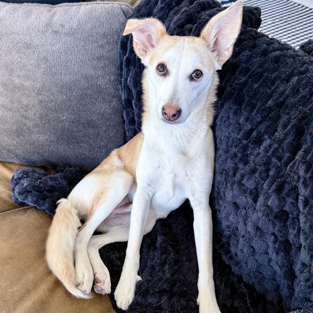 Enlarge Bodie, a Adoptable mixed breed in Escondido, CA image 3/6