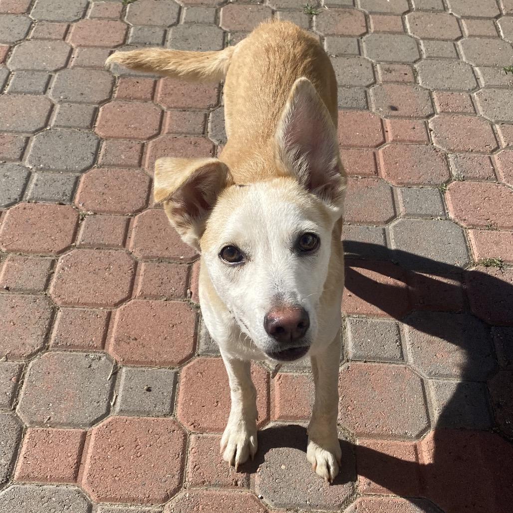 Enlarge Bodie, a Adoptable mixed breed in Escondido, CA image 3/5
