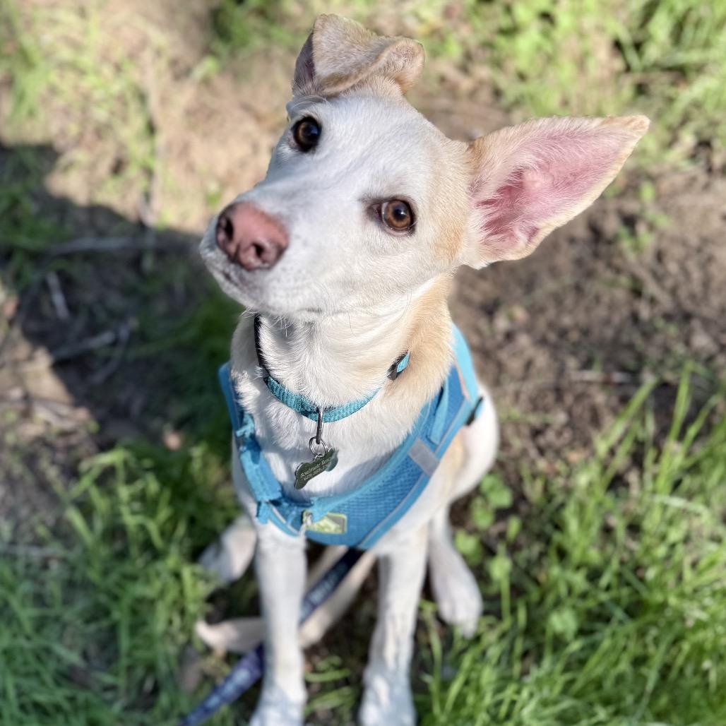 Enlarge Bodie, a Adoptable mixed breed in Escondido, CA image 4/5