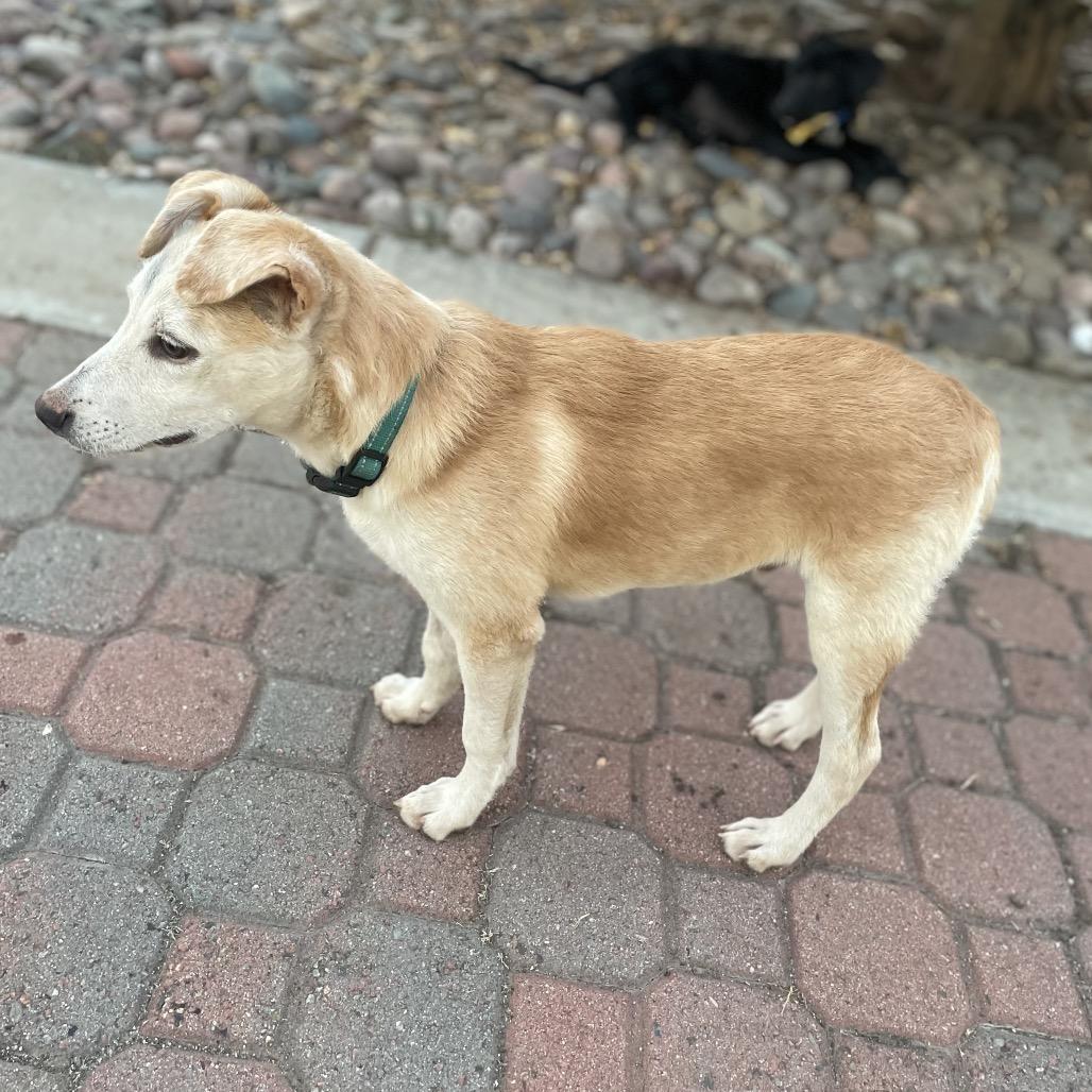 Enlarge Bodie, a Adoptable mixed breed in Escondido, CA image 5/5