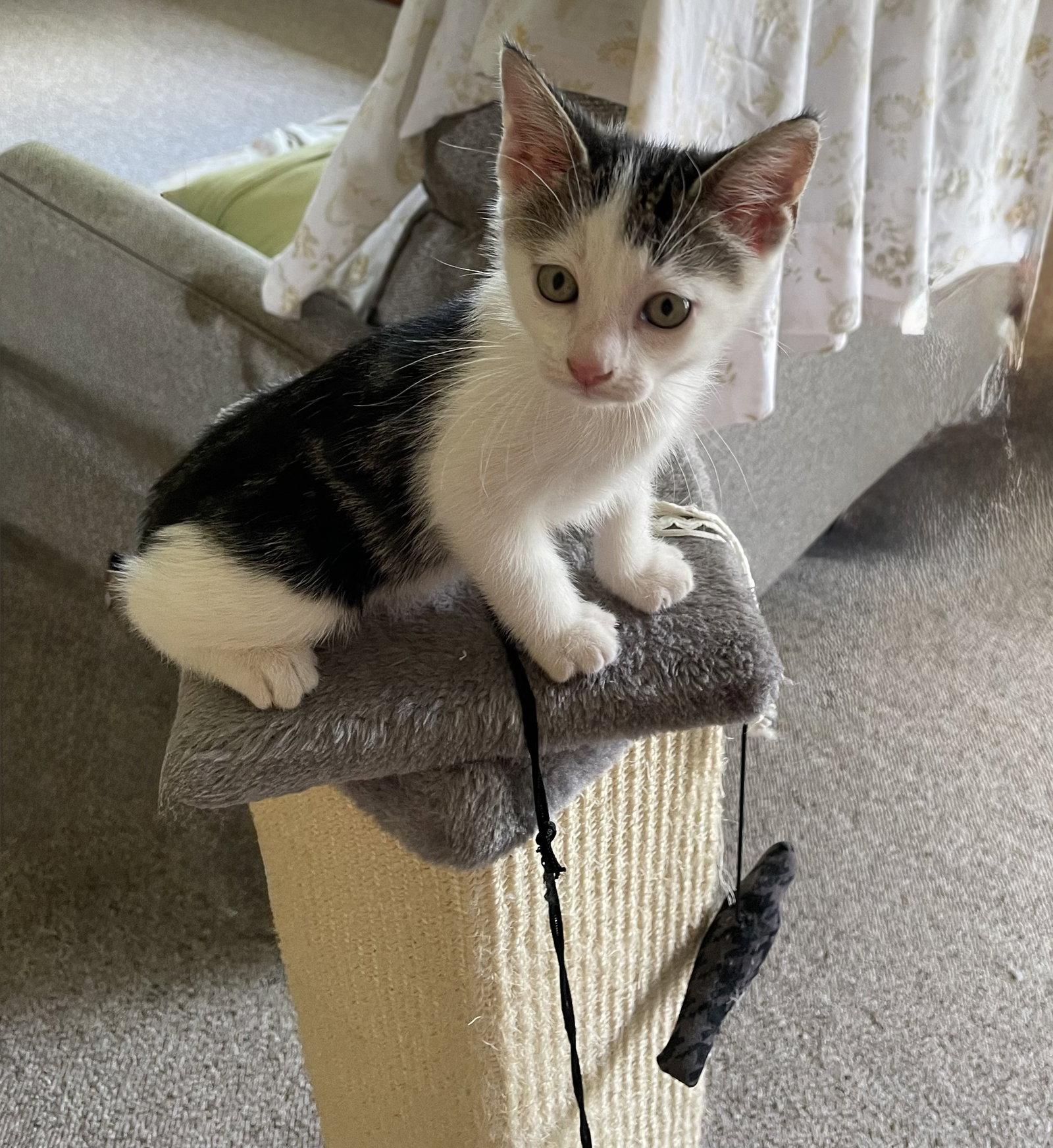 Lizzy, Adoptable, Kitten Female Domestic Medium Hair.