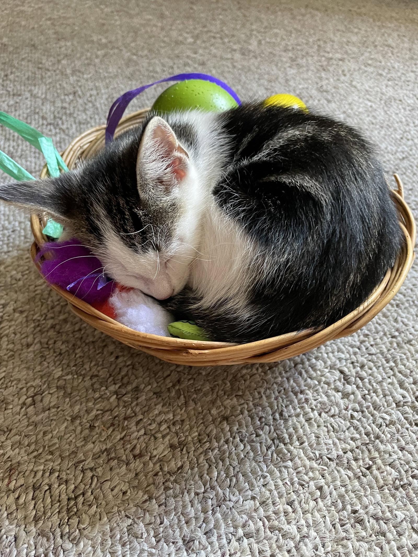 Enlarge Lizzy, a Adoptable Domestic Medium Hair in Tonawanda, NY image 2/3