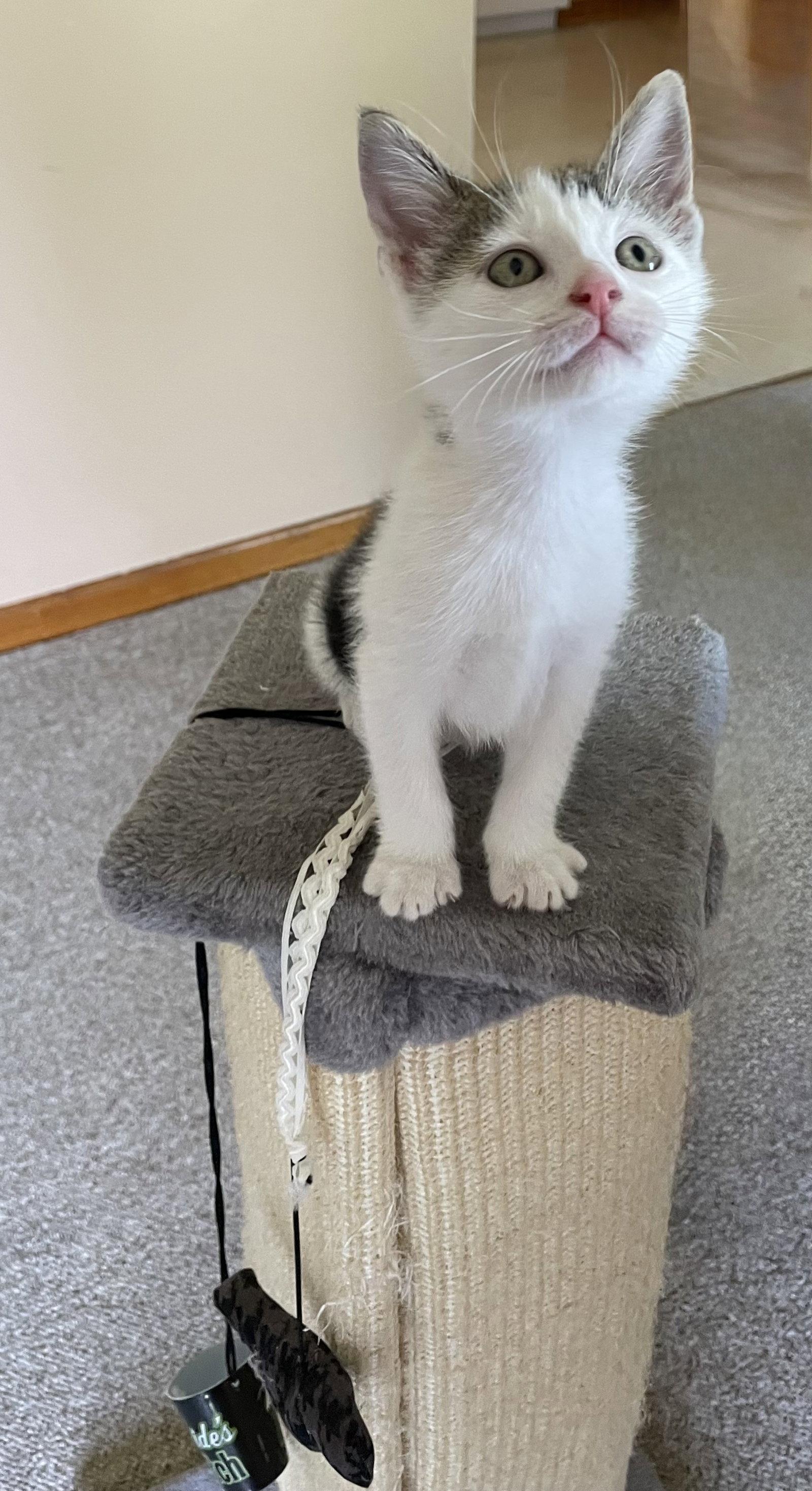 Enlarge Lizzy, a Adoptable Domestic Medium Hair in Tonawanda, NY image 3/3
