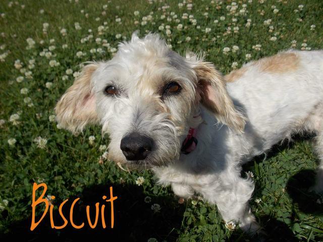 Biscuit, Adopted, Senior Female Terrier.