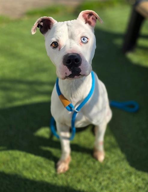 Enlarge HUGS, a Adoptable Mixed Breed in Columbia, SC image 1/1