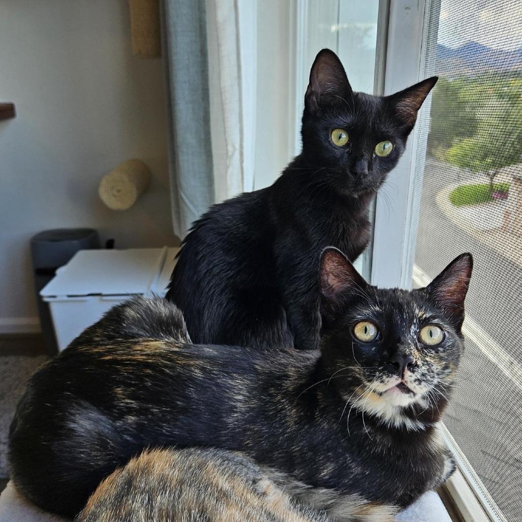 Luisa, Adoptable, Young Female Domestic Short Hair.