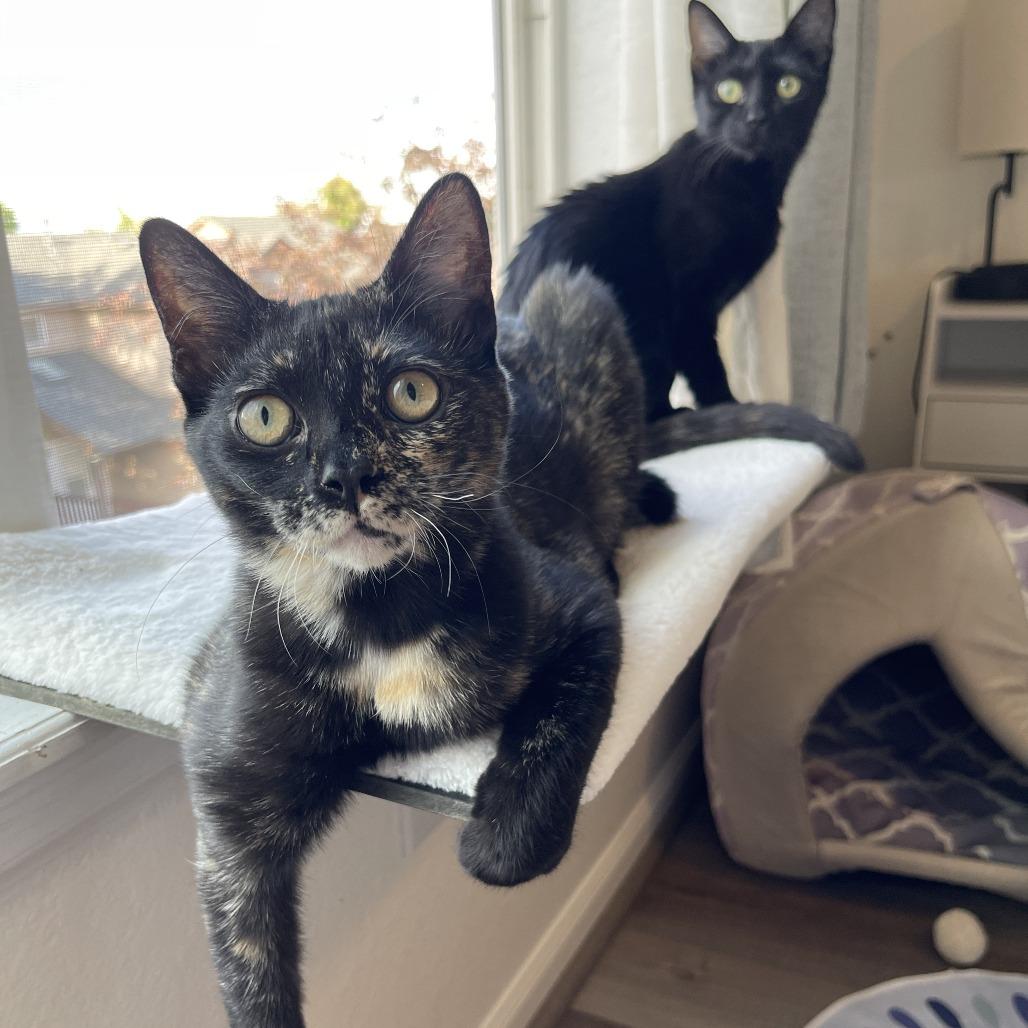 Luisa, a Adoptable Domestic Short Hair in Denver, CO image 1/6