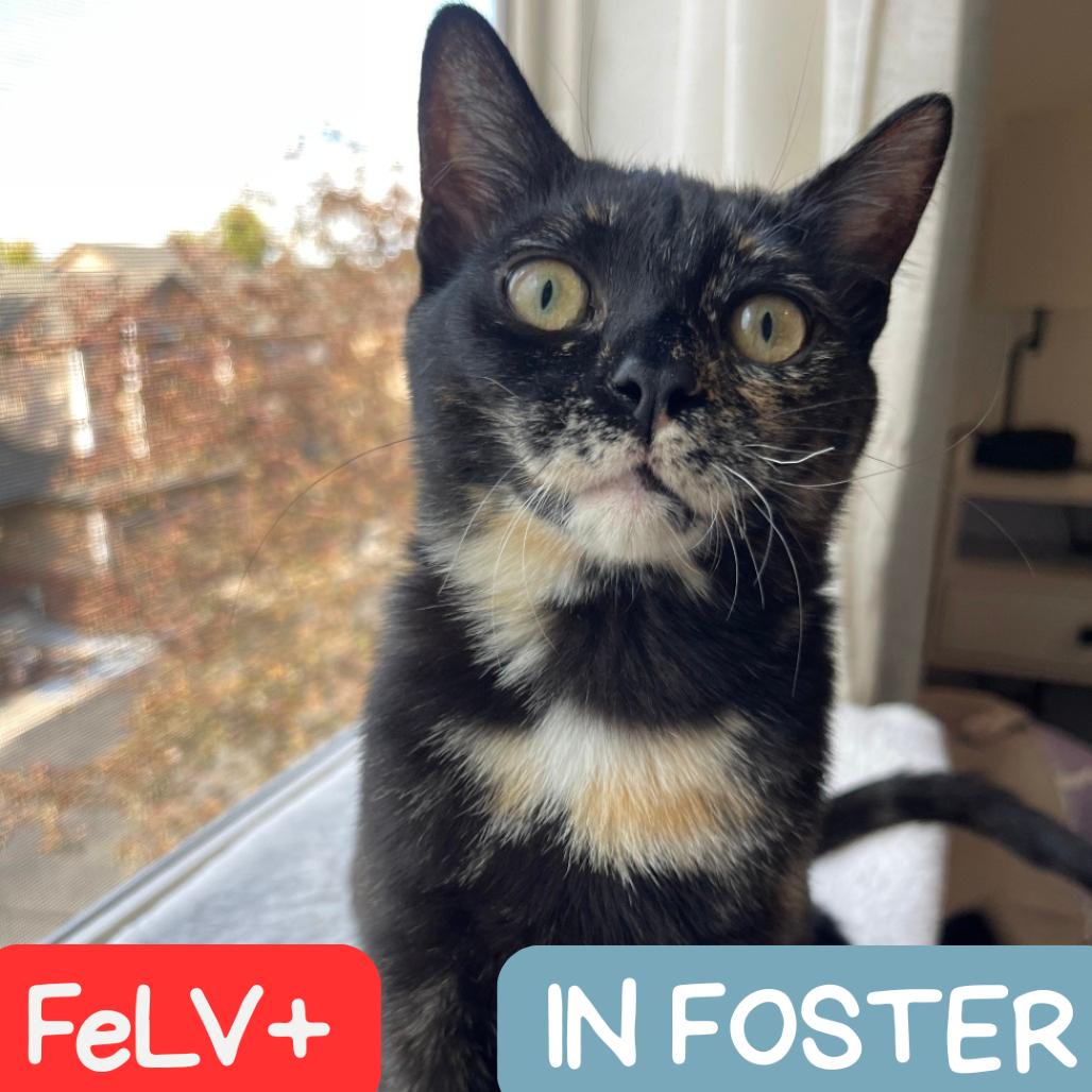 Luisa, a Adoptable Domestic Short Hair in Denver, CO image 4/6